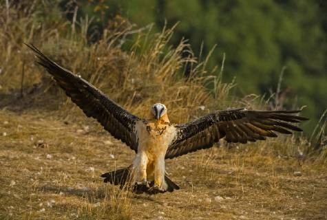 Bartgeier, Bart-Geier, Laemmergeier, Laemmer-Geier (Gypaetus barbatus), landend, Italien Lammergeier, Bearded Vulture (Gypaetus barbatus), landing, Italy BLWS520777 Copyright: xblickwinkel AGAMI A.xGhignonex