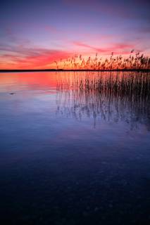 See mit Schilf bei Sonnenuntergang, Plauer See, Mecklenburg-Vorpommern, Deutschland