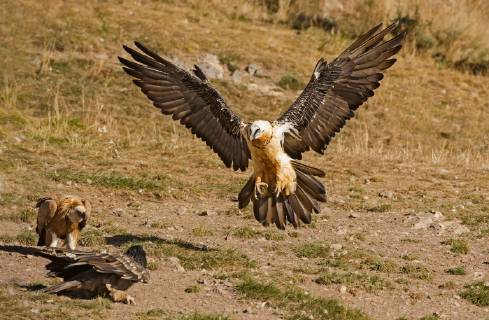 Bartgeier, Bart-Geier, Laemmergeier, Laemmer-Geier (Gypaetus barbatus), im Landeanflug, Italien Lammergeier, Bearded Vulture (Gypaetus barbatus), approach for landing, Italy BLWS520770 Copyright: xblickwinkel AGAMI A.xGhignonex