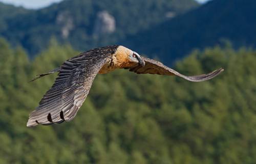 Bartgeier, Bart-Geier, Laemmergeier, Laemmer-Geier (Gypaetus barbatus), fliegend, Seitenansicht, Italien Lammergeier, Bearded Vulture (Gypaetus barbatus), flying, side view, Italy BLWS520780 Copyright: xblickwinkel AGAMI A.xGhignonex