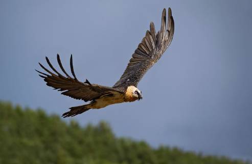 Bartgeier, Bart-Geier, Laemmergeier, Laemmer-Geier (Gypaetus barbatus), fliegend, Seitenansicht, Italien Lammergeier, Bearded Vulture (Gypaetus barbatus), flying, side view, Italy BLWS520783 Copyright: xblickwinkel AGAMI A.xGhignonex
