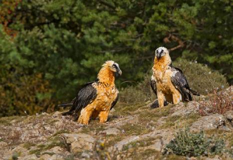 Bartgeier, Bart-Geier, Laemmergeier, Laemmer-Geier (Gypaetus barbatus), zwei junge Bartgeier sitzen auf dem Boden, Italien Lammergeier, Bearded Vulture (Gypaetus barbatus), two young vultures perching on the ground, Italy BLWS520784 Copyright: xblickwinkel AGAMI A.xGhignonex