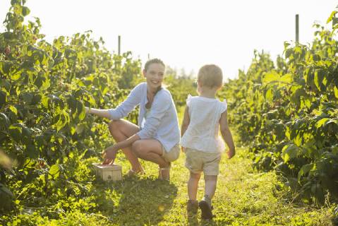 Mother and little daughter picking raspberries in summer model released Symbolfoto  DIGF05592