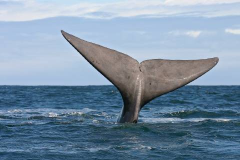 Suedkaper, Suedlicher Glattwal (Eubalaena australis, Balaena glacialis australis), Fluke schaut aus dem Wasser, abtauchender Suedkaper, Suedafrika, Hermanus southern right whale (Eubalaena australis, Balaena glacialis australis), fluke showing out the water, submerging southern right whale, South Africa, Hermanus BLWS525346 Copyright: xblickwinkel AGAMI B.xHaasnootx