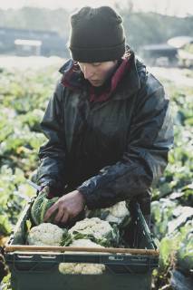 Woman standing in field, putting freshly harvested cauliflowers in plastic crate. Woman standing in field, putting freshly harvested cauliflowers in plastic crate.  53414