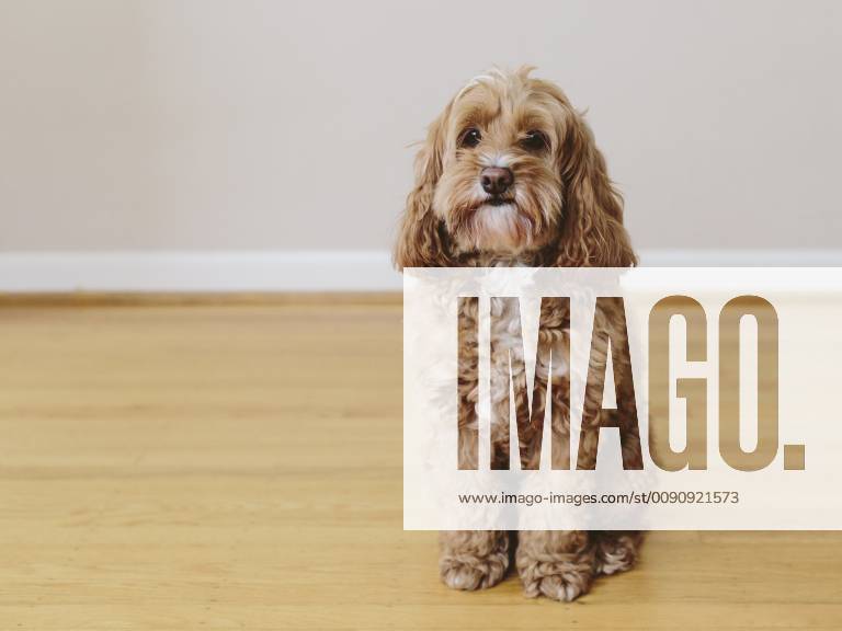 curly coated spaniel