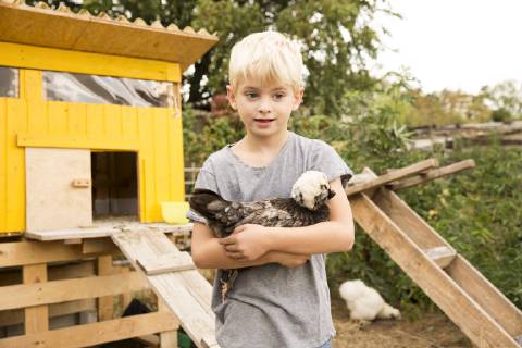 Boy holding Polish chicken at chickenhouse in garden model released Symbolfoto property released MFRF01259