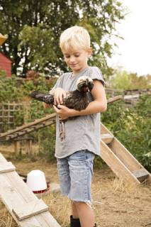 Boy holding Polish chicken at chickenhouse in garden model released Symbolfoto property released MFRF01261