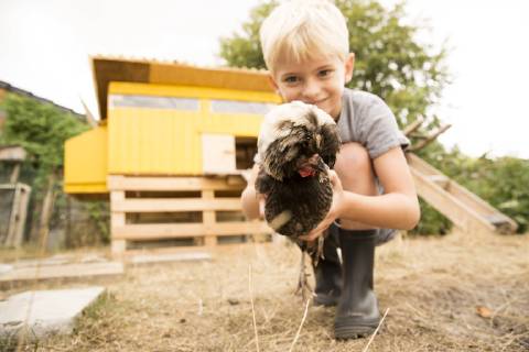 Boy holding Polish chicken at chickenhouse in garden model released Symbolfoto property released  MFRF01262