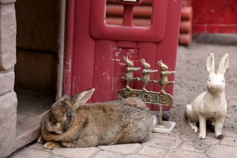 March 31, 2019 - Palm Harbor, Florida, U.S. - DOUGLAS R. CLIFFORD Times. Mr. Brown is among four rabbits and one guinea pig which reside at the home of Pinellas County Sheriff Bob Gualtieri home in Palm Harbor. Palm Harbor U.S. - ZUMAs70_ 20190331_zan_s70_041 Copyright: xDouglasxR.xCliffordx