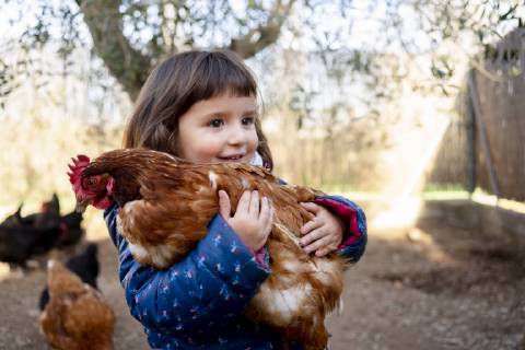Portrait of smiling toddler girl holding chicken model released Symbolfoto  GEMF02905