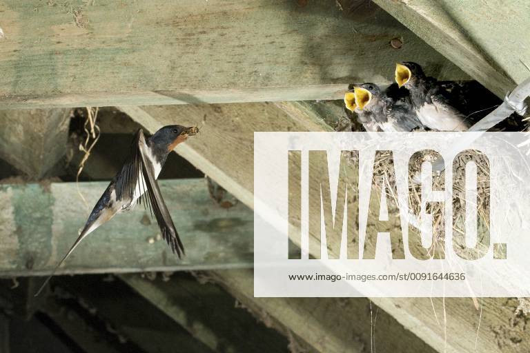 Stockfoto Hirundo Rustica Barn Swallow Hirundo Rustica