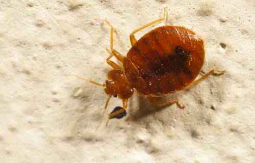 CIMEX LECTULARIUS Bed bug (Cimex lectularius) in human dwelling, Austin, Texas, USA 1362317 JohnxAbbott