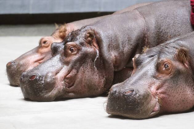 News Themen der Woche KW25 News Bilder des Tages MOSCOW, RUSSIA â€“ JUNE 19, 2019: Hippos during rehearsal of a Sand Tale show at the Grand Moscow State Circus in Prospekt Vernadskogo Street. Vyacheslav Prokofyev TASS  TS0B021E
