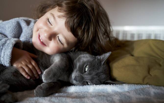 Portrait of happy toddler girl cuddling grey cat lying on bed model released Symbolfoto property released  GEMF02921