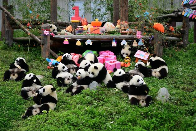 News Themen der Woche KW30 Entertainment Bilder des Tages (190725) -- WOLONG, July 25, 2019 -- Photo taken on July 25, 2019 shows giant pandas at the Giant Panda Kindergarten in the Shenshuping base of China Conservation and Research Center for Giant Pandas in Wolong, southwest China s Sichuan Province. Eighteen giant panda cubs born in 2018 had a birthday party Thursday in Shenshuping base. All of the 18 cubs are to turn one year old between June to September. Most of them were born in the Shenshuping base under the China Conservation and Research Center for the Giant Panda. CHINA-SICHUAN-GIANT PANDA-BIRTHDAY PARTY (CN) XuexYubin 