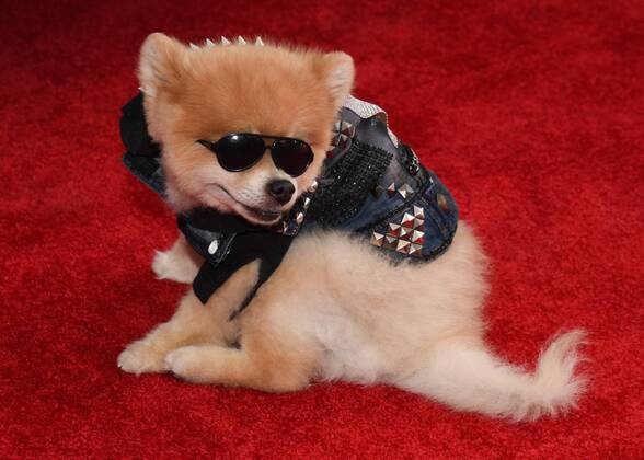 Entertainment Themen der Woche KW30 Bentley the Pom attends10th Anniversary Of Kiehl s LifeRide For amfAR To Benefit HIV AIDS Research in Century City at Westfield Century City in Century City on July 27 2019. 10th Anniversary Of Kiehl s LifeRide For amfAR To Benefit HIV AIDS Research  Copyright: xBillyxBennightx