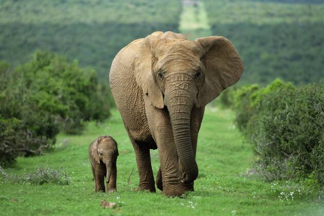 Mother and calf, African elephant (Loxodonta africana), Addo National Park, South Africa, Africa Copyright: Annx&xStevexToon 743-197