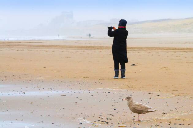 IMAGO Creative: Ende des Sommers Eismoewe, Eis-Moewe (Larus hyperboreus), im Jugendkleid auf Nahrungssuche am Strand, fotografierende Touristin im Hintergrund, Niederlande, Suedholland, Katwijk glaucous gull (Larus hyperboreus), foarging in immature plumage on the beach, taking photos tourist in the background, Netherlands, South Holland, Katwijk BLWS542314 Copyright: xblickwinkel AGAMI M.xvanxDuijnx