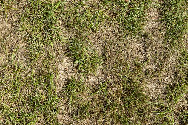 Durch Sommerhitze vertrockneter Rasen in einem Garten, DEUTSCHLAND, HAMBURG, 30.07.2019. Dried lawn due to hot summer in a garden, GERMANY, HAMBURG, 30.07.2019.
