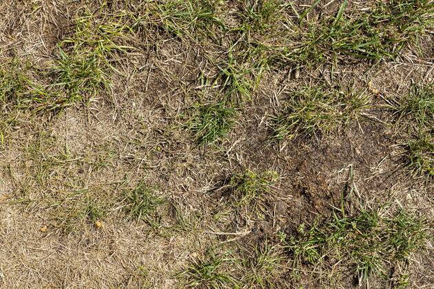 Durch Sommerhitze vertrockneter Rasen in einem Garten, DEUTSCHLAND, HAMBURG, 30.07.2019. Dried lawn due to hot summer in a garden, GERMANY, HAMBURG, 30.07.2019.