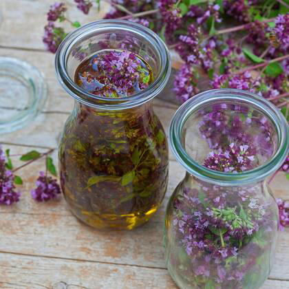 Gemeiner Dost, Scharfer Oreganum, Wilder Majoran, Oregano, Echter Dost, Wilder Dost (Origanum vulgare), selbstgemachtes Oregano-Oel, Oregano mit Olivenoel angesetzt, Deutschland wild origanum, wild marjoram (Origanum vulgare), selfmade origanum oil, Germany BLWS545401 Copyright: xblickwinkel F.xHeckerx