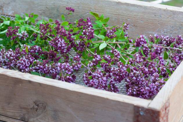 Gemeiner Dost, Scharfer Oreganum, Wilder Majoran, Oregano, Echter Dost, Wilder Dost (Origanum vulgare), gesammelter Oregano wird getrocknet, Deutschland wild origanum, wild marjoram (Origanum vulgare), collected origanum ist dreid, Germany BLWS545403 Copyright: xblickwinkel F.xHeckerx