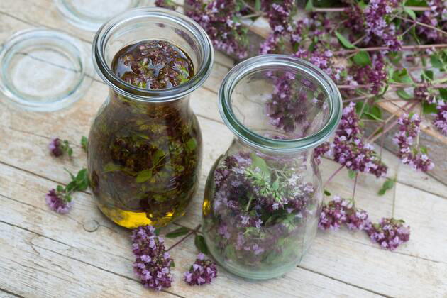 Gemeiner Dost, Scharfer Oreganum, Wilder Majoran, Oregano, Echter Dost, Wilder Dost (Origanum vulgare), selbstgemachtes Oregano-Oel, Oregano mit Olivenoel angesetzt, Deutschland wild origanum, wild marjoram (Origanum vulgare), selfmade origanum oil, Germany BLWS545400 Copyright: xblickwinkel F.xHeckerx
