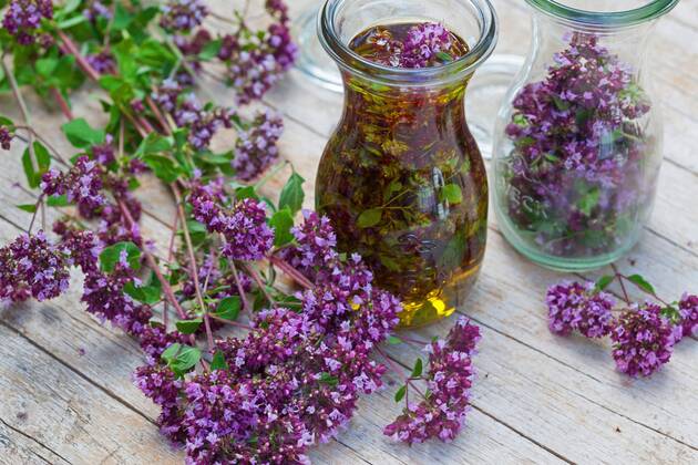 Gemeiner Dost, Scharfer Oreganum, Wilder Majoran, Oregano, Echter Dost, Wilder Dost (Origanum vulgare), selbstgemachtes Oregano-Oel, Oregano mit Olivenoel angesetzt, Deutschland wild origanum, wild marjoram (Origanum vulgare), selfmade origanum oil, Germany BLWS545402 Copyright: xblickwinkel F.xHeckerx