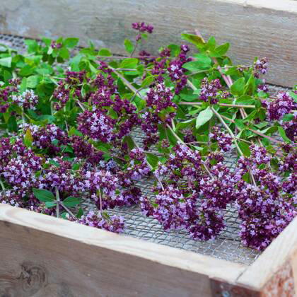 Gemeiner Dost, Scharfer Oreganum, Wilder Majoran, Oregano, Echter Dost, Wilder Dost (Origanum vulgare), gesammelter Oregano wird getrocknet, Deutschland wild origanum, wild marjoram (Origanum vulgare), collected origanum ist dreid, Germany BLWS545404 Copyright: xblickwinkel F.xHeckerx