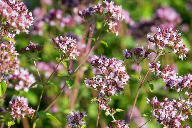 Gemeiner Dost, Scharfer Oreganum, Wilder Majoran, Oregano, Echter Dost, Wilder Dost (Origanum vulgare), bluehend, Deutschland wild origanum, wild marjoram (Origanum vulgare), blooming, Germany BLWS545447 Copyright: xblickwinkel F.xHeckerx