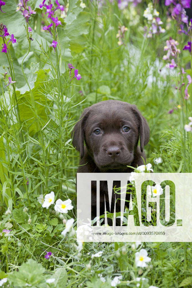 choco labrador puppy