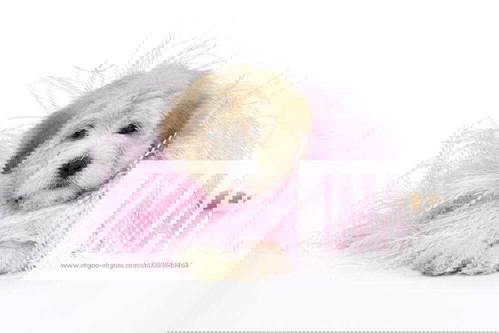 bichon teddy bear dog