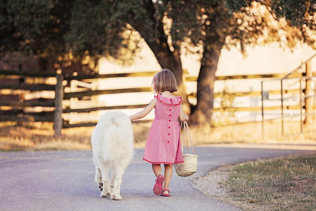 IMAGO Creative: Sommer, Abendspaziergang Back view of little girl walking beside big white dog on country road model released Symbolfoto property released  XCF00224