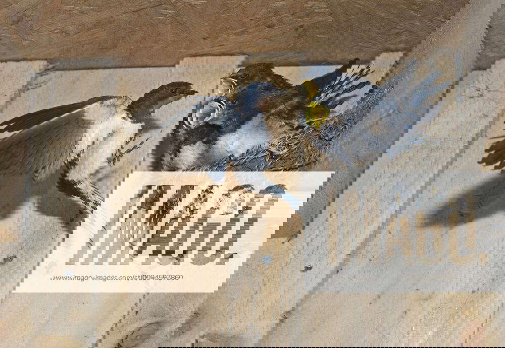 Stockfoto Barn Swallow Hirundo Rustica Feeding Young In