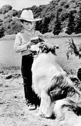 Jon Provost & Dog Film: Lassie (1954) Director: Bonita Granville 12 September 1954 Copyright: MaryxEvansxAFxArchive 12073436 editorial use only