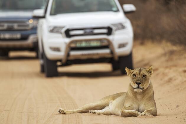 Löwin (Panthera leo), Weibchen ruht auf Straße, dahinter Geländewagen mit Touristen auf einer Safari, Kalahari-Wüste, Kgalagadi Transfrontier Park, Südafrika Copyright: imageBROKER/ThomasxDressler ibxtdr05061393