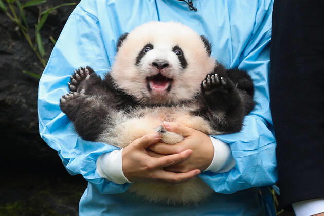 Bilder des Jahres 2019, Entertainment 11 November Entertainment Themen der Woche KW46 Entertainment Bilder des Tages (191114) -- BRUGELETTE, Nov. 14, 2019 -- A zookeeper holds the panda Bao Di at the Pairi Daiza zoo in Brugelette, Belgium, Nov. 14, 2019. The giant panda twins who were given birth in August by giant panda Hao Hao, were given official names on their 100-day celebration on Thursday. The male cub was named as Bao Di and the female cub was named as Bao Mei . Hao Hao was loaned by the Chinese government to Belgium in 2014. The pair of giant panda cubs were the second and third cubs born in the Pairi Daiza zoo, following the June 2016 birth of Tian Bao, the first giant panda ever born in the European country. ) BELGIUM-BRUGELETTE-PAIRI DAIZA-ZOO-PANDA TWINS-OFFICIAL NAME ZhengxHuansong 