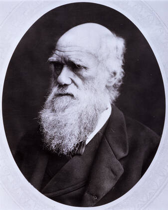 Darwin - Portrait Portrait en medaillon de Charles DARWIN (1809-1882). Photographie anonyme vers 1880. Credit: Collection CL KHARBINE-TAPABOR.