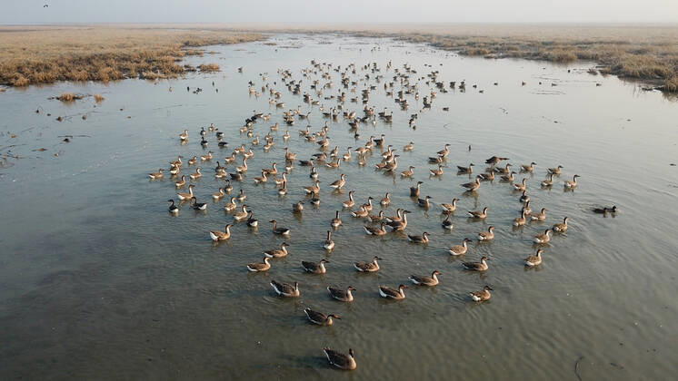 Bilder des Jahres 2019, News 12 Dezember News Bilder des Tages (191207) -- CHIZHOU, Dec. 7, 2019 -- Aerial photo taken on Dec. 7, 2019 shows migrant birds at Shengjin Lake in Chizhou, east China s Anhui Province. ) CHINA-ANHUI-SHENGJIN LAKE-MIGRANT BIRDS (CN) ZhangxDuan 