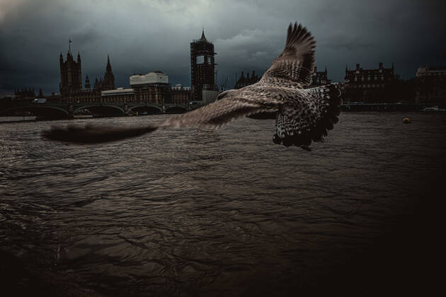 Bilder des Jahres 2019, News 12 Dezember December 11, 2019, London, United Kingdom: A seagull flies in front of Big Ben and the Houses of Parliament on the eve of Britain s third general elections since 2015, trying to put an end on disagreements over the country s departure from the EU. London United Kingdom - ZUMAo105 20191211_zap_o105_057 Copyright: xMatthiasxOesterlex