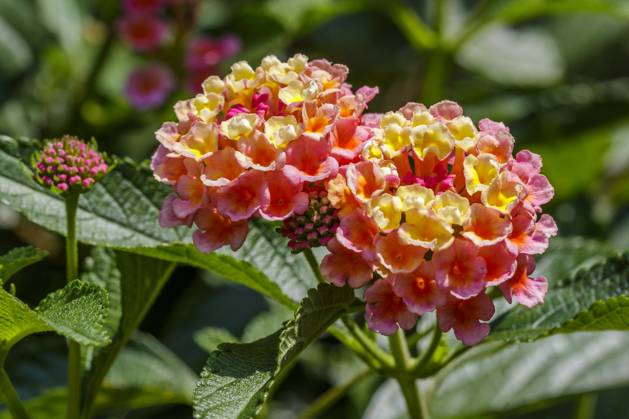 Wandelröschen (Lantana camara) McPRMU