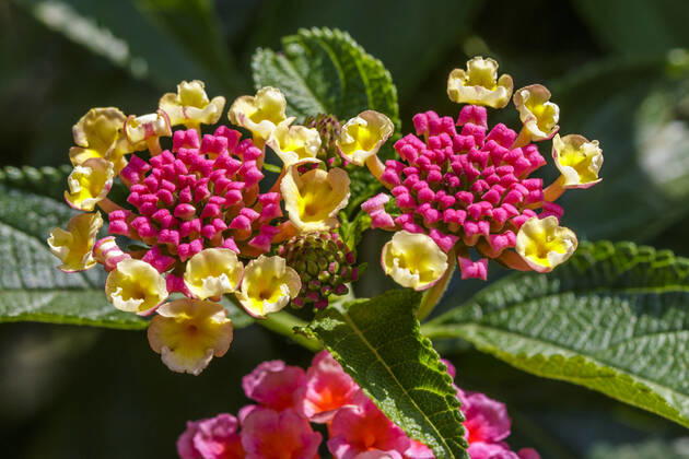 Wandelröschen (Lantana camara) McPRMU