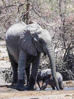 Mother and calf African elephant (Loxodonta africana), at a watering hole in the Okavango Delta, Botswana, Africa Copyright: MichaelxNolan 1112-4422