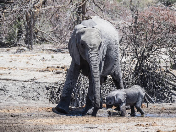Mother and calf African elephant (Loxodonta africana), at a watering hole in the Okavango Delta, Botswana, Africa Copyright: MichaelxNolan 1112-4423