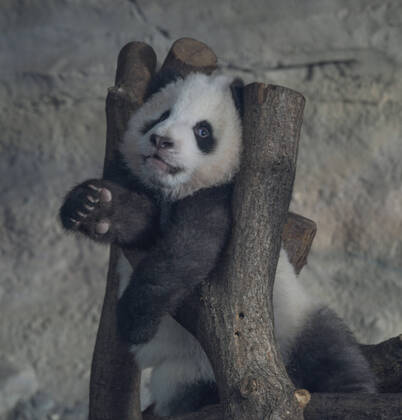 Bilder des Jahres 2020, Entertainment 01 Januar Entertainment Bilder des Tages Berlin, 31.01.2020: Der zweite Tag an dem die Panda-Zwillinge Meng Xiang und Meng Yuan alias Pit und Paule mit ihrer Mutter Meng Meng für Besucher zu sehen sind. Hier: Ein Jungtier übt sich im Klettern.