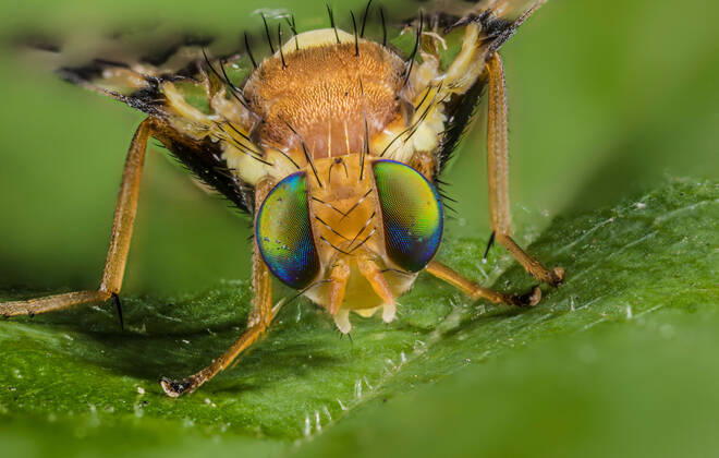 Kirschfruchtfliege, Kirsch-Fruchtfliege, Kirschfliege, Kirsch-Fliege (Rhagoletis cerasi, Rhagoletis signata, Trypeta signata), sitzt auf einem Blatt, Portraet, Deutschland cherry fruit fly, tephritid fruit fly (Rhagoletis cerasi, Rhagoletis signata, Trypeta signata), portrait, Germany BLWS606410 Copyright: xblickwinkel W.xWillnerx