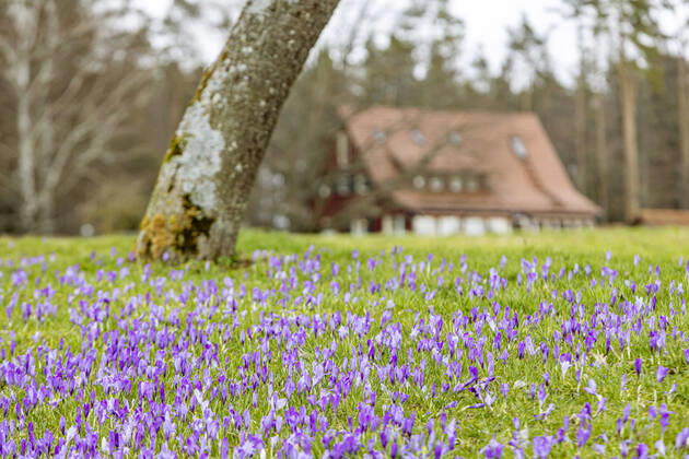 DEU, Deutschland, Baden-Württemberg, Bad Teinach-Zavelstein 14.03.2020: Blütenmeer in den Zavelsteiner Krokuswiesen. Das Naturschutzgebiet gilt als Wahrzeichen der Stadt der Stadt Bad Teinach-Zavelstein. Nach Angaben der Stadt blühen in der Wiesenlandschaft rund um die Stadt jährlich bis zu 1,6 Millionen meist lila, manchmal aber auch weiße Blüten. Um welche Unterart es sich dabei handelt, gilt immer noch als umstritten. Vermutlich ist es der78 Krokus (Crocus neglectus).