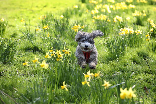 Bilder des Jahres 2020, Entertainment 03 März Entertainment Themen der Woche KW12 Entertainment Bilder des Tages Amid all of the coronavirus scare it hasn t put Cookie the cockapoo dog off going for a run amongst the beautiful yellow daffodils as the sun shines in Peterborough, Cambridgeshire, UK on March 16, 2020 