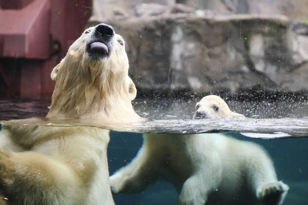 Bilder des Jahres 2020, News 03 März Erster Ausgang des noch namenlosen Eisbärbabys mit seiner Eisbärmutter Milana ins Freigelände im Erlebnis-Zoo. Hannover, 20.03.2020